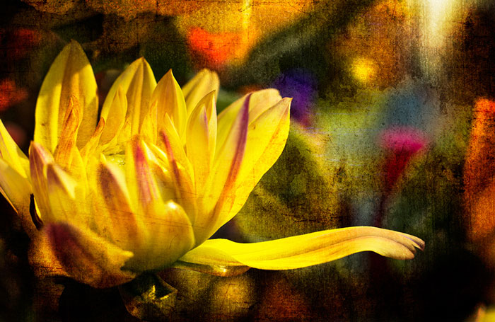 Fran Eber, Floral Poetry