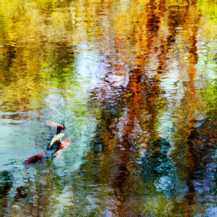 Fran Eber, Monet’s Dream, digital photograph, mixed media, 24” x 24”.