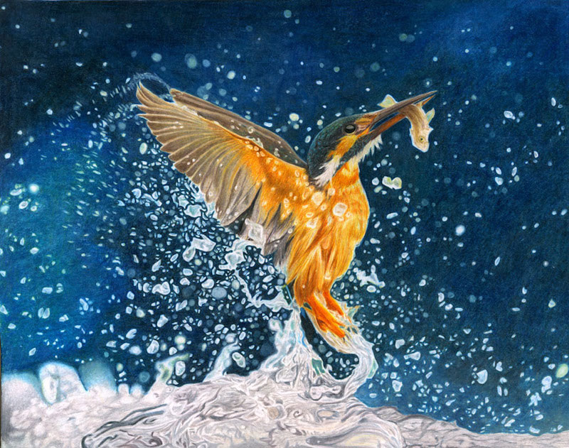 Corrina Thurston, Kingfisher, colored pencil, 11" x 14".