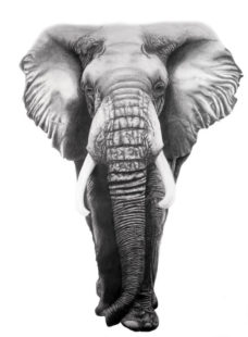 Corrina Thurston, African Elephant, graphite and colored pencil , 24" x 18".