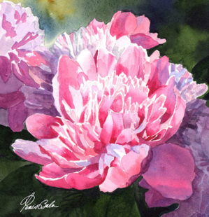 painting of a peony by Tanis Bula