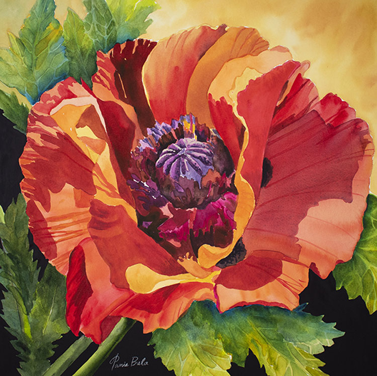 Poppy in Sunlight, watercolor by Tanis Bula