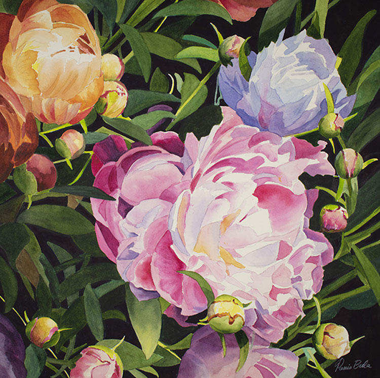 Mixed Peonies II, watercolor, 19x19