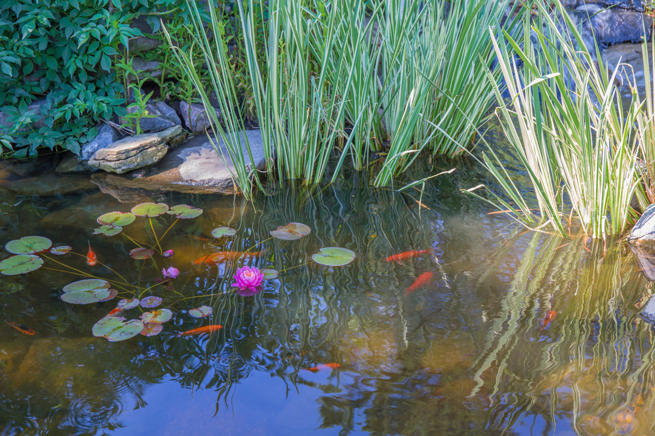 Koi Pond with Water Lilies, Denver