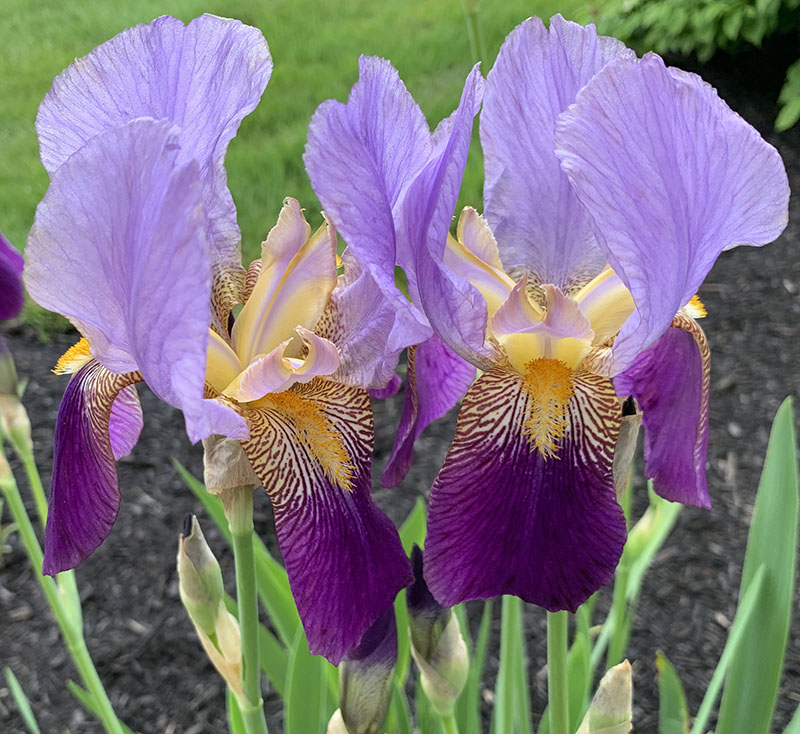 Irises, photograph