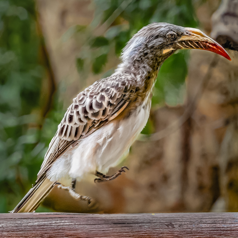 photograph of a bird