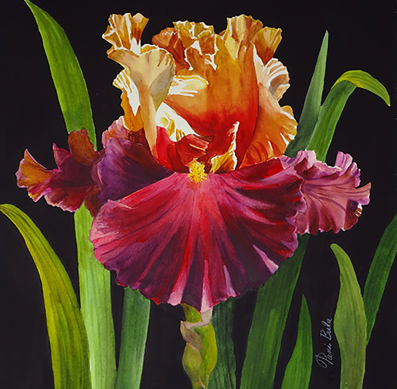 Red Orange Iris, watercolor, 18"x18"