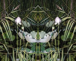 Lotus photograph