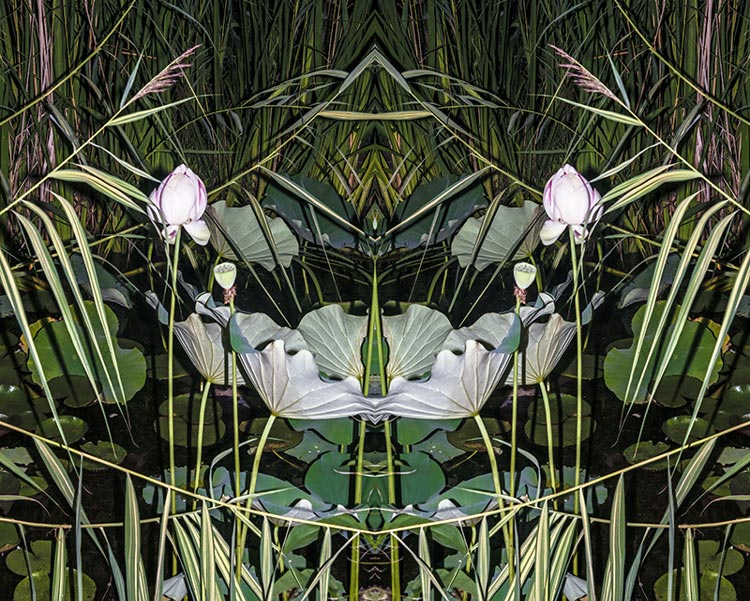 Lotus photograph