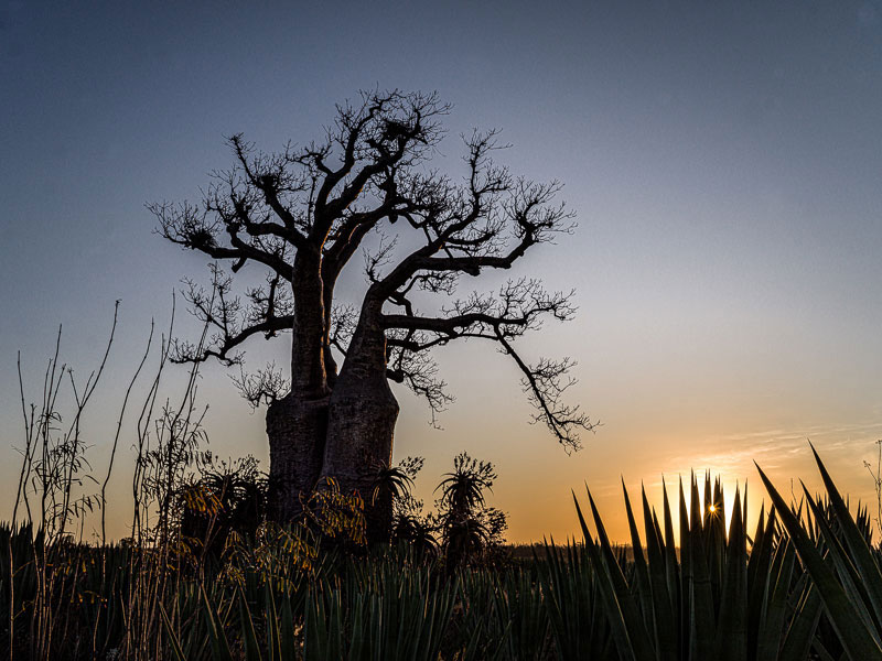 Baobab at Sunset, photography, 16" x 20" by Sandra Belitza-Vazquez