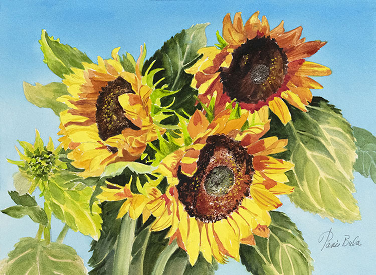 Three Sunflowers, watercolor, 10" x 14"