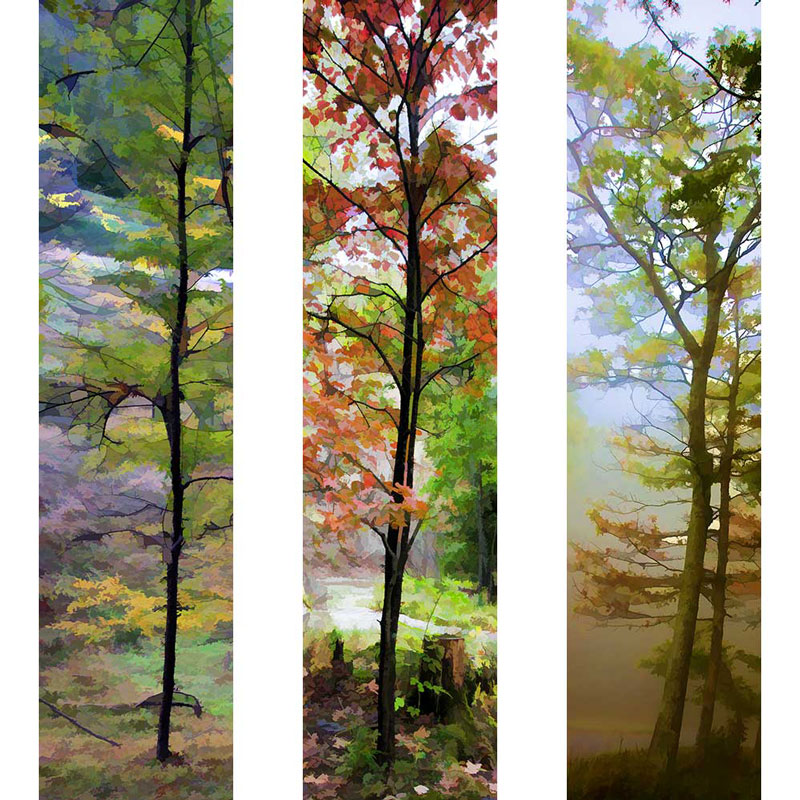 “Thin Trees” series: Fall Glass, Young Orange, and Early Morning Fog, digitally modified photographs, each 8.5″ x 35″.