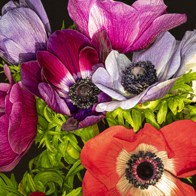 Anemone Garden, photography, available in various sizes