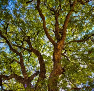 A Thing of Beauty, photography, available in various sizes
