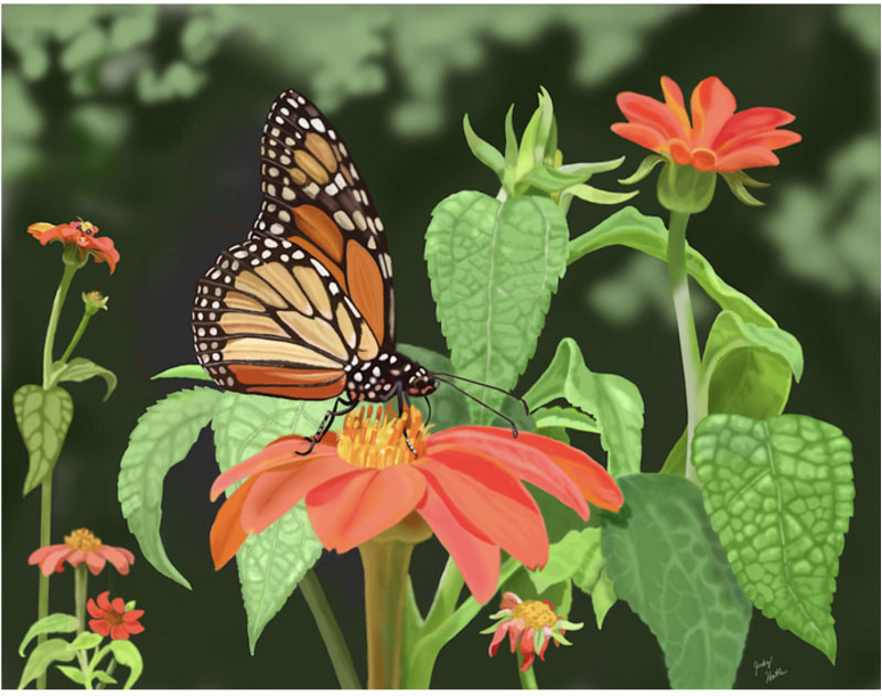 A Monarch's Rest on a Mexican Sunflower, digitally painted, sizes vary