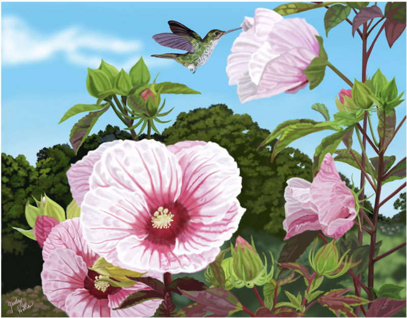 Hummingbird with Swamprose Mallows, digitally painted, sizes vary