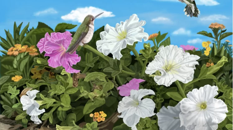 In the Embrace of Flowers: A Hummingbird's Journey