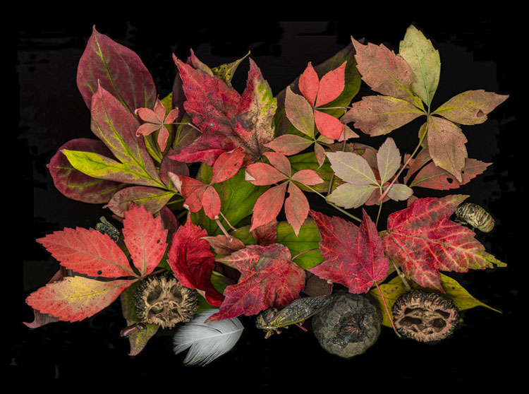 Among Autumn Leaves, scanner photography, available in different sizes