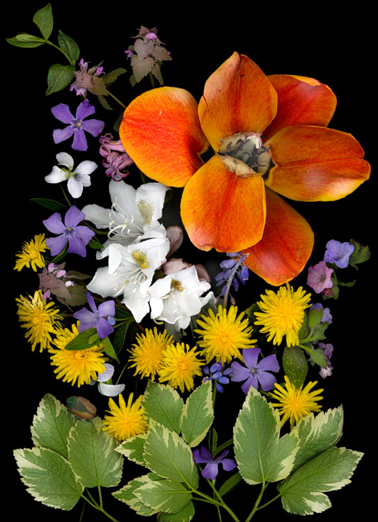  Fine and Dandy, scanner photography, available in different sizes