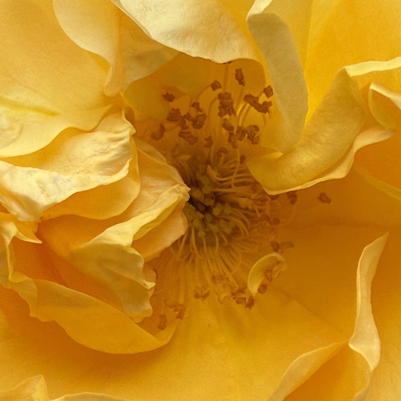 Julia, photography, available to order in various sizes