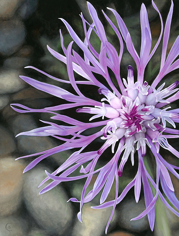 Bob Crelin, Knapweed