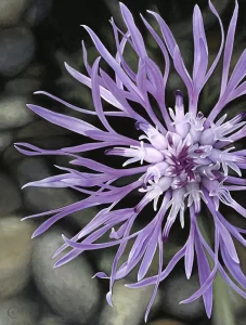 Knapweed On The Rocks ©, acrylic on canvas, 36” x 48” x 1.5” by Bob Crelin