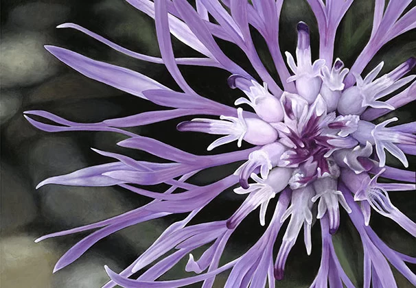 Knapweed On The Rocks ©, acrylic on canvas, 36” x 48” x 1.5” by Bob Crelin