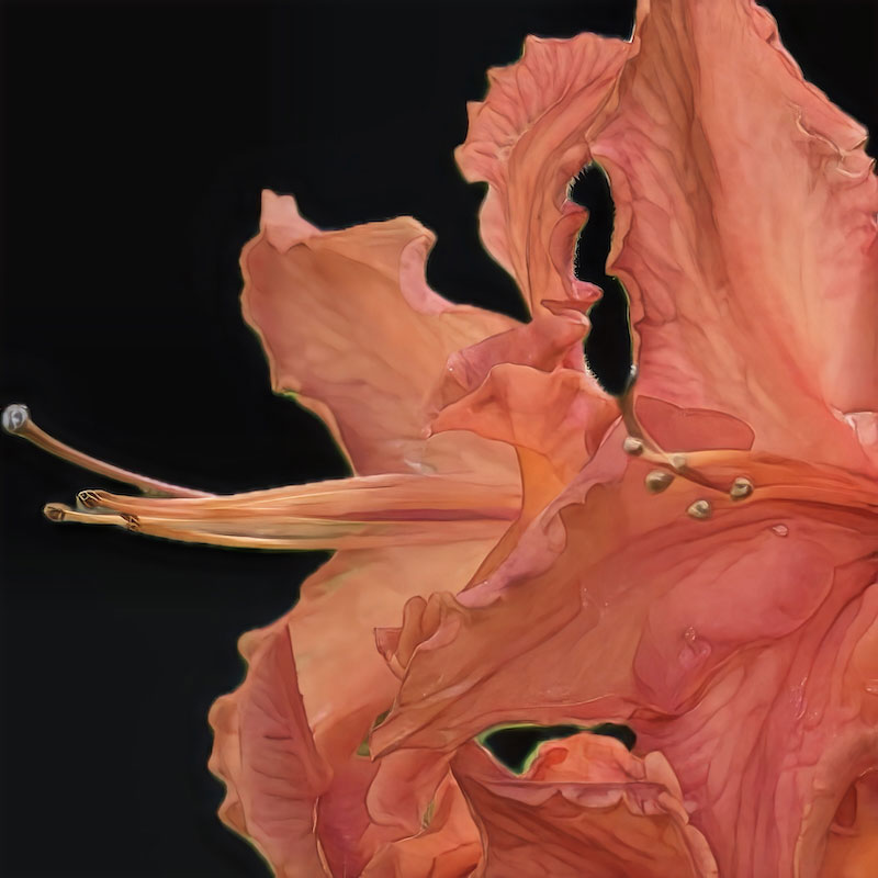 Azalea, photography, available in various sizes