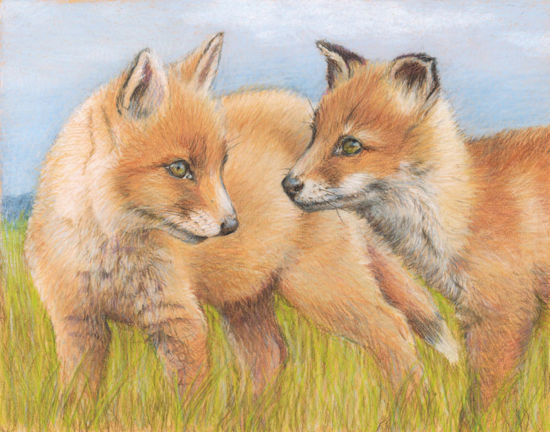 Rumspringa, colored pencil, 14" x 11"