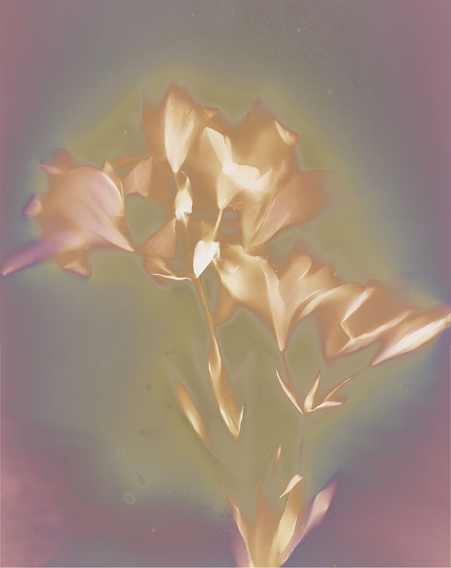 Lush Lilies, lumen, 20" x 16"