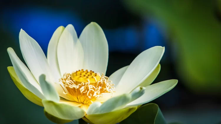 White Lotus in Full Bloom Against Emerald Shadows, photography, 30" x 20"