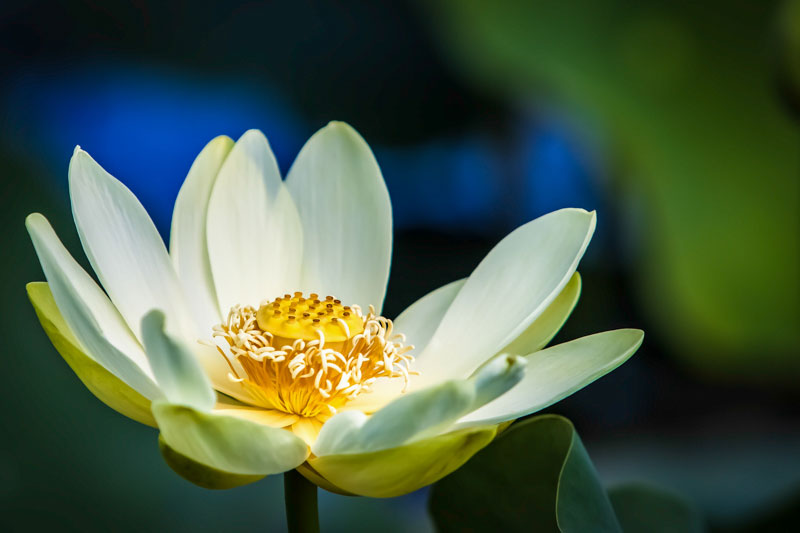 White Lotus in Full Bloom Against Emerald Shadows, photography, 30" x 20"